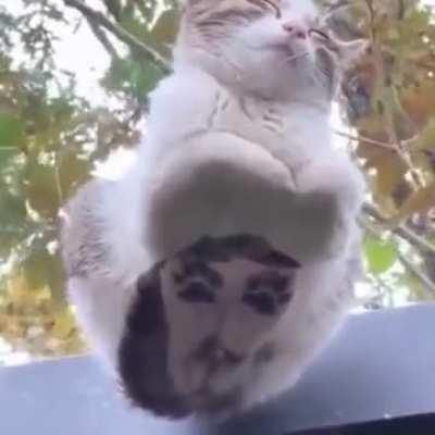 Just a cat........ Sleeping