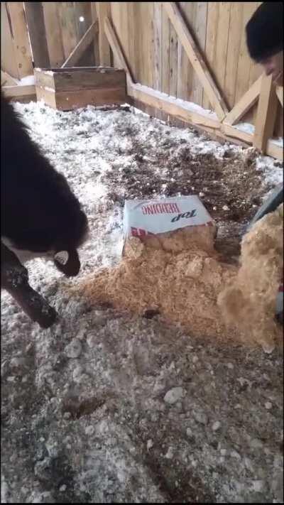 When you can't open a bag of shavings fast enough for this heifer