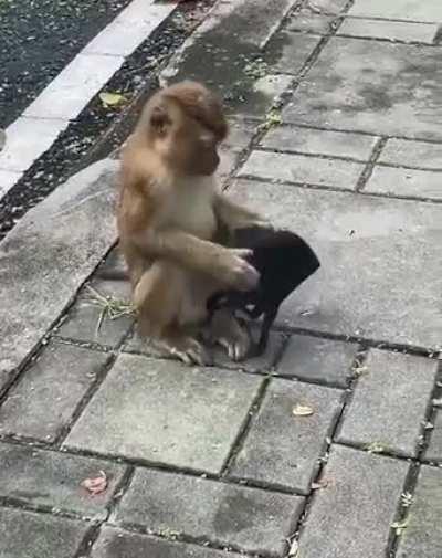 If monyet can follow SOP, you can too.