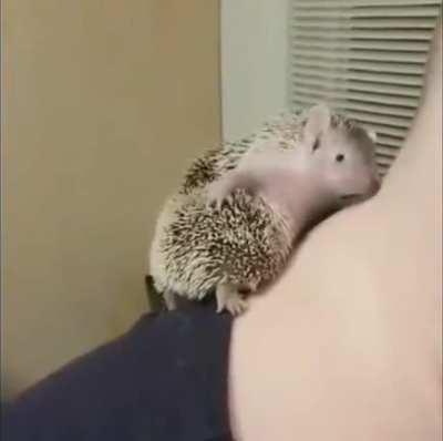 Itchy spikey butt