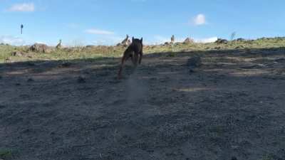 Sheep dog tries rounding up kangaroos... No chance in hell.