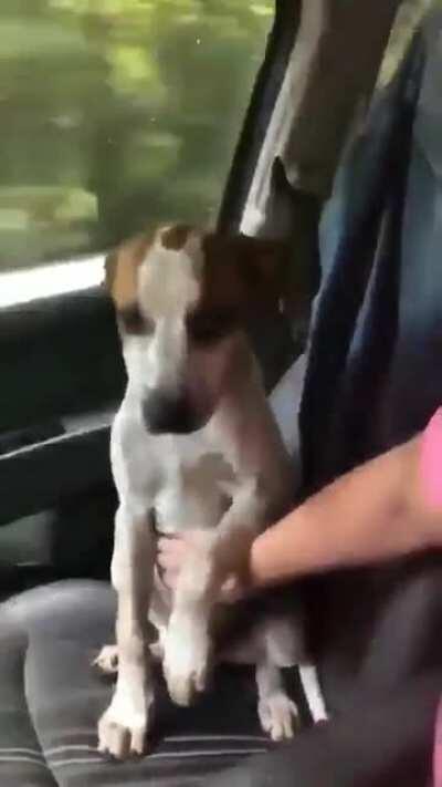 When your human is taking you home for the first time from the shelter and the Love is instantly there to see...