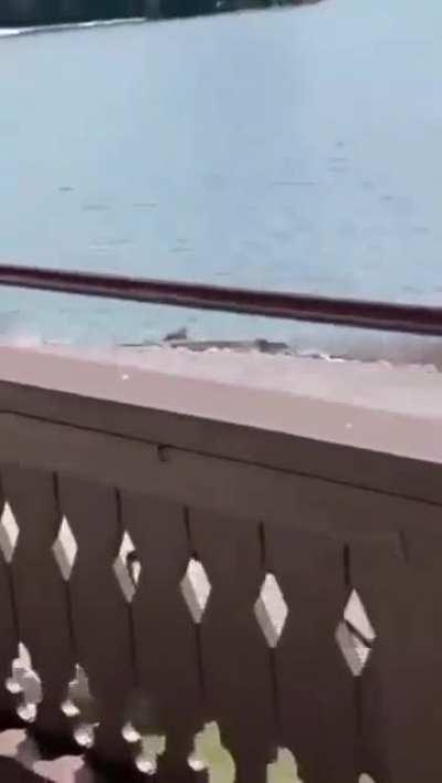 Moose chasing a grizzly bear.