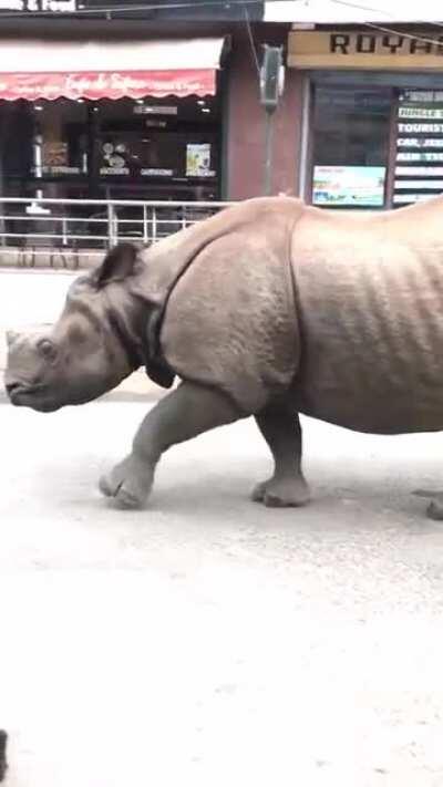 This rhino