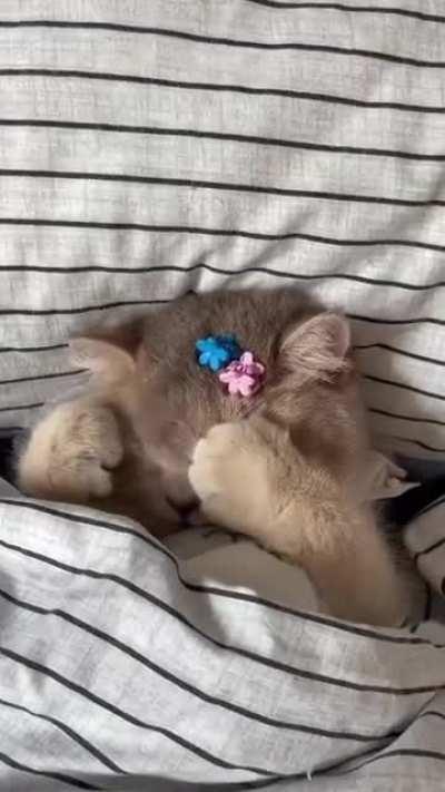 KiTtEn ClAwS iT's OwN fUcKiNg EyEs OuT