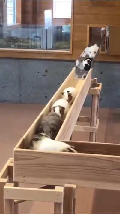 The wunktrain -will- proceed in an orderly fashion