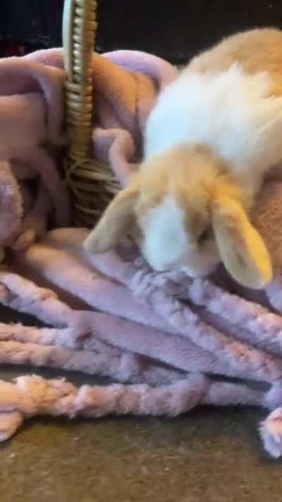 small potato makes a great escape