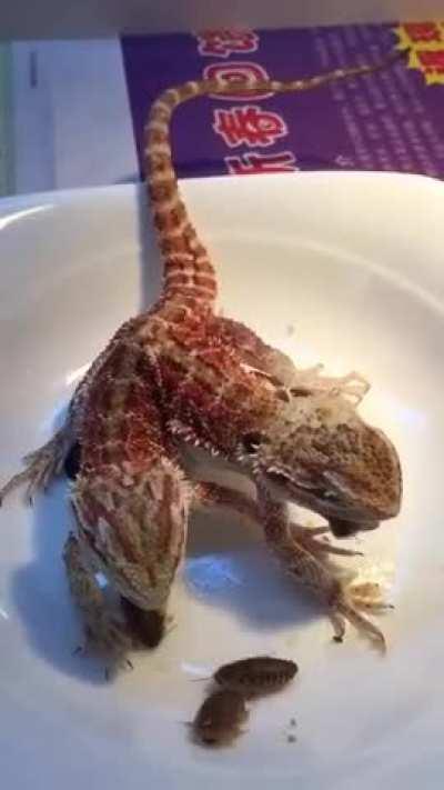 🔥 Two headed dragon