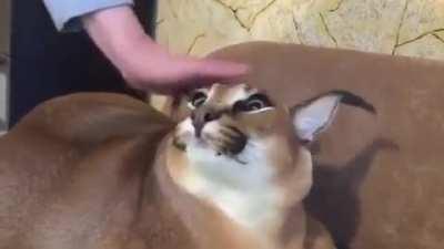 Happy Floppa Friday 🥳