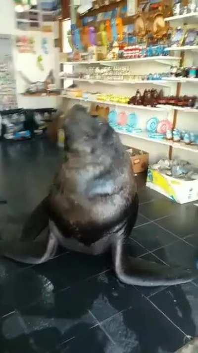 to be a good souvenir shopkeeper