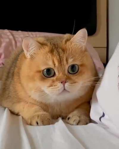 Chubb Chubb is ready to pounce ☄️