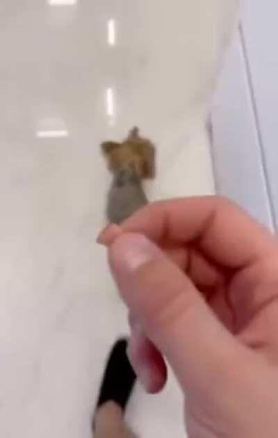 i will eat your face