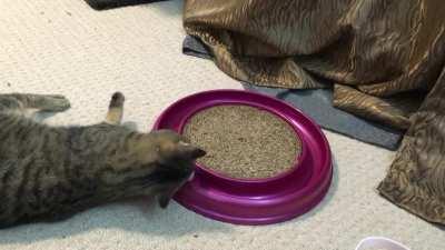 Standard issue cat vs. standard issue ball