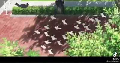 POV: Aaron and Mikey after they freed all the monkeys in the zoo