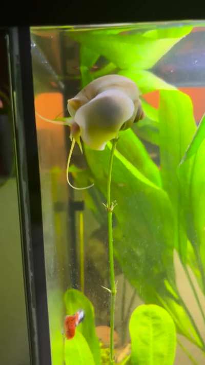 It’s like he knows there are no threats here and he can go wherever he wants.