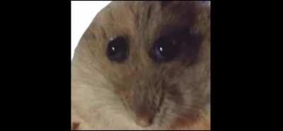 Meme I made for a YLYL stream