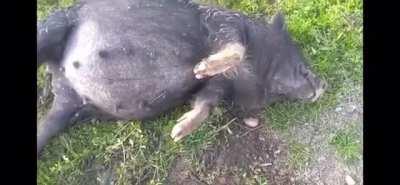 This pig took to much corn mash