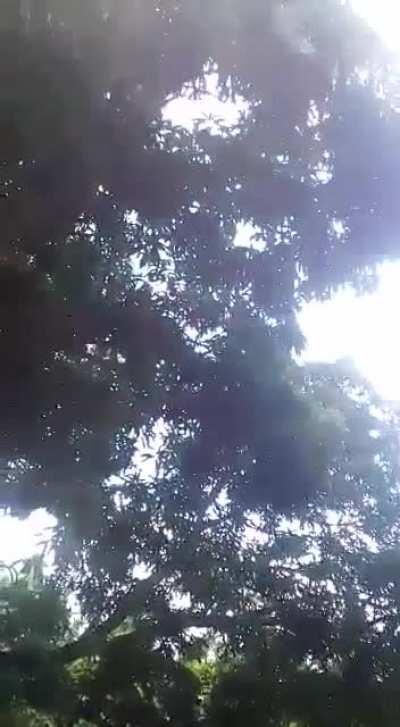 WCGW if i hold onto this branch