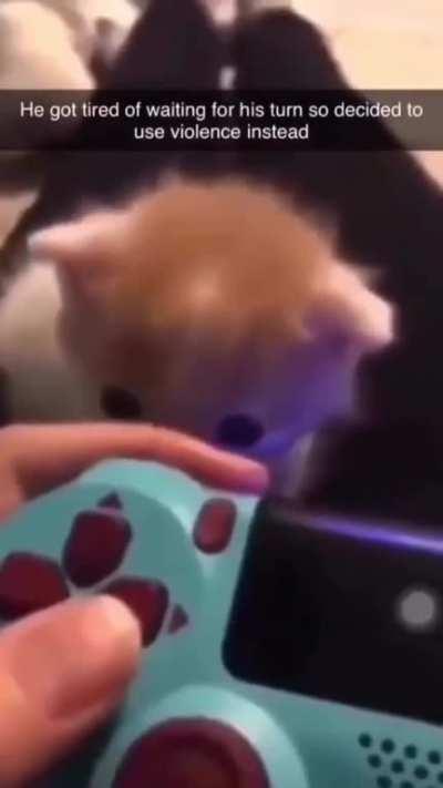 Look Out everyone cat has gotten furious