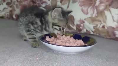 Abandoned kitten blocked my car and asked me for help