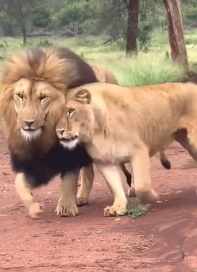 She got herself a the most handsome lion in the Jungle! 🤭😅