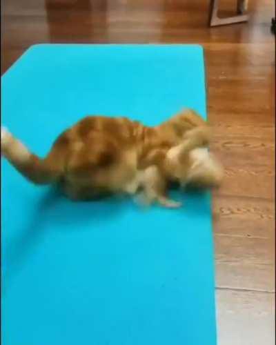 Orange cell division, Congratulations, you've got a brain cell