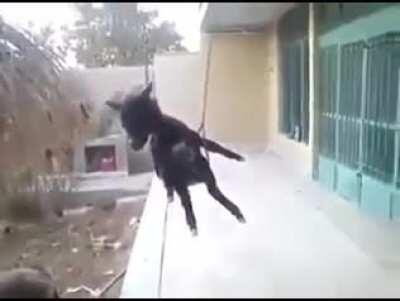 AL TEAM KONG LE GUSTA EL URON CON ALOPECIA