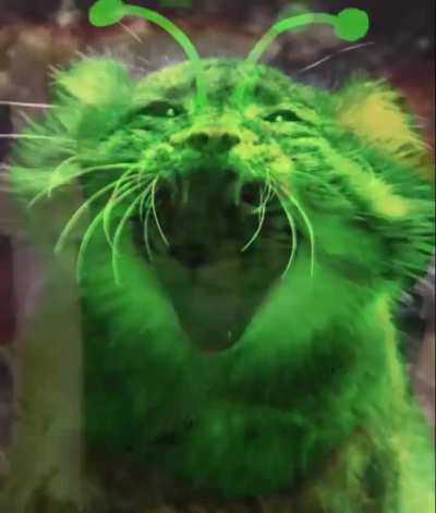 cat ish of the day 427