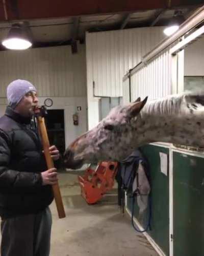 Invest in vibing horse