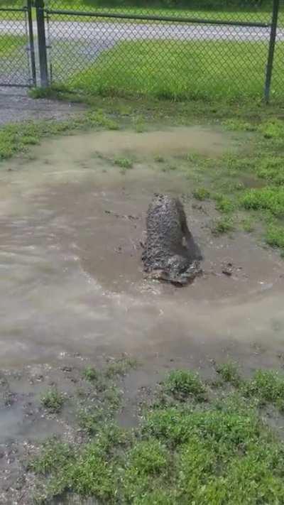 first time bringing milo to this dog park. safe to say we didn't go again until the mud dried up 😅