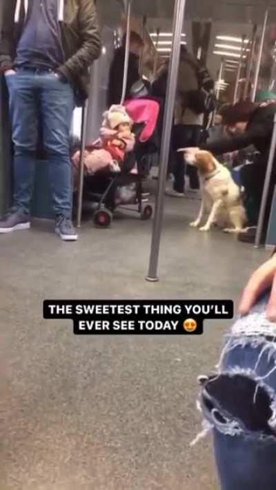 Little girl shares treat with good boy