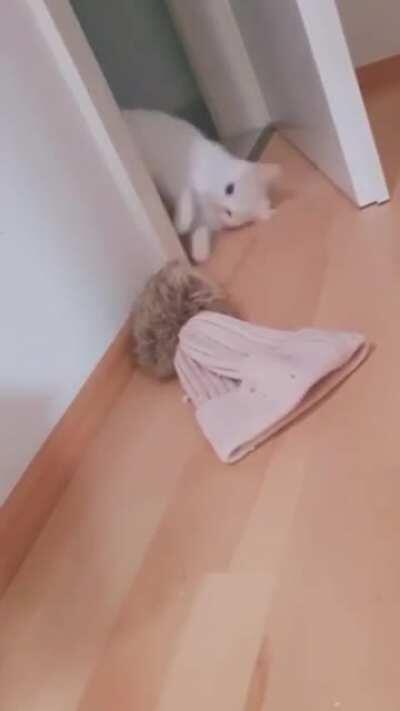 Cat.exe has stopped working