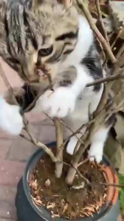 I love playful kittens