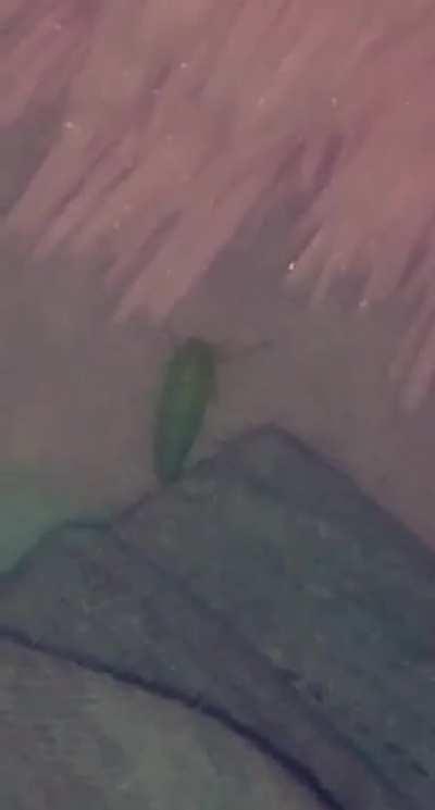 my friend seen't a bug