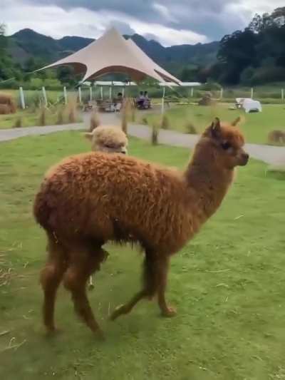 An alpaca after it got its wool shaved