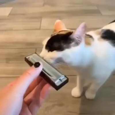 we lackin some catpilled kittyposts