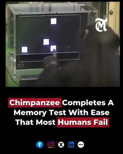 Chimpanzee completes a memory test with ease
