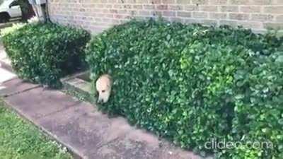 Homer Simpson Dog...