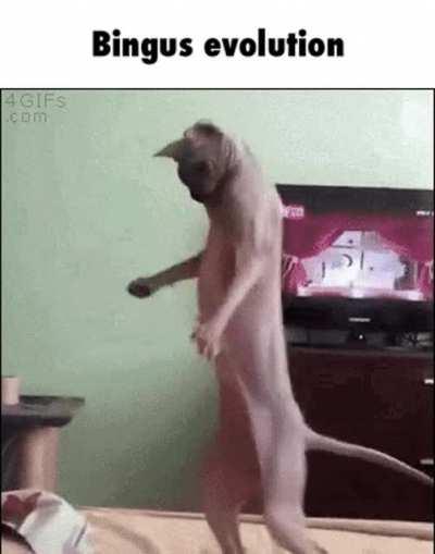 ⚠️BINGUS IS EVOLVING⚠️