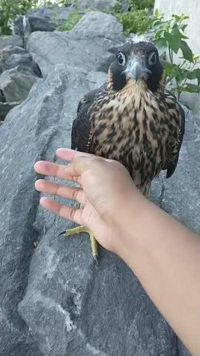 Befriended this happy little fellow on the Mohawk Hudson Bike Hike trail this morning!
