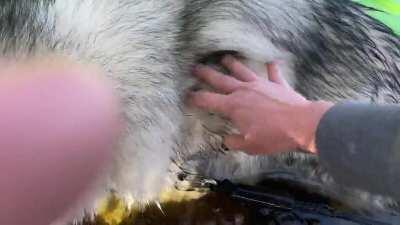 5 month old Mal causally falls off dock😅🐾