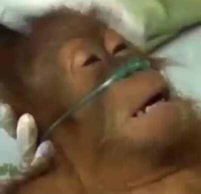 Isso tinha que ser a intro da live