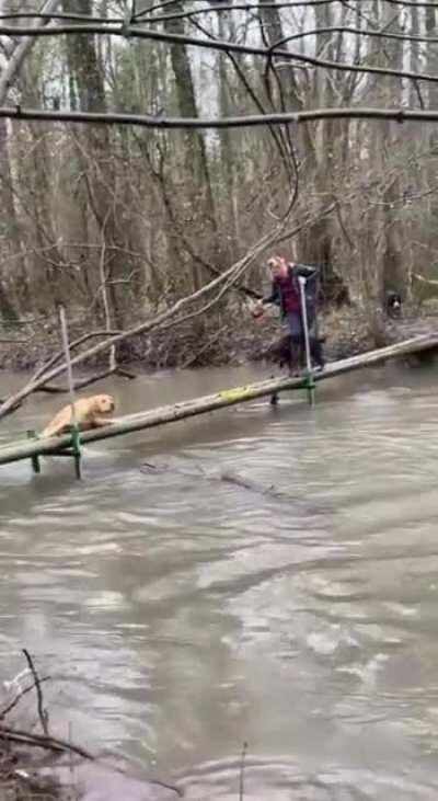 Dog helps his friend out