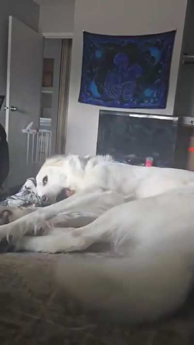 Stopped petting her too soon