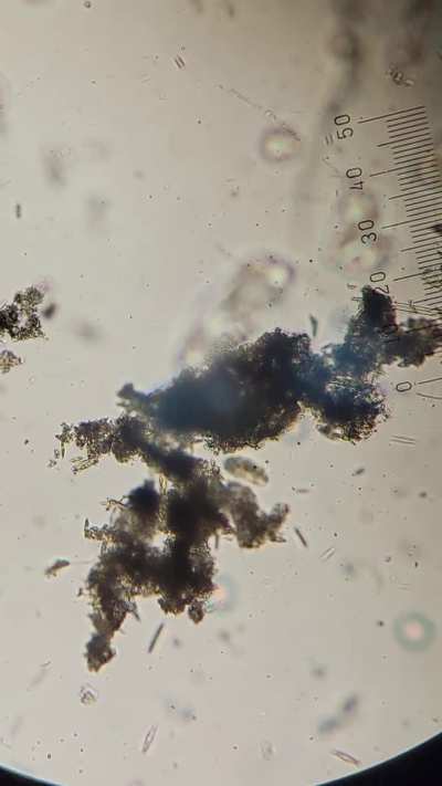 Looking to ID this found in river sample!