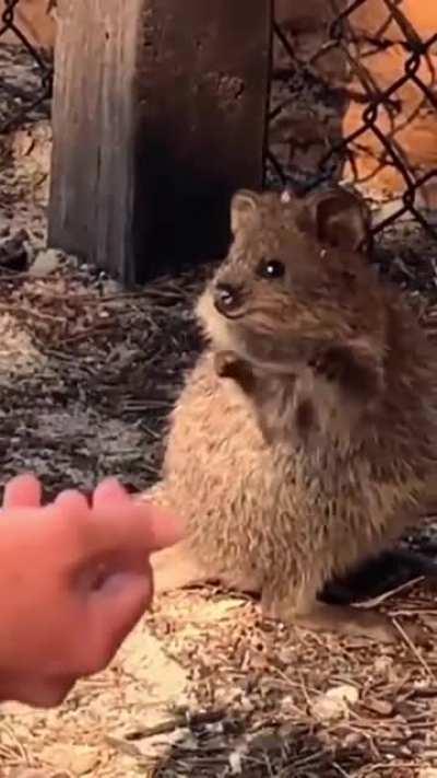 An Aussie entertaining a quokka