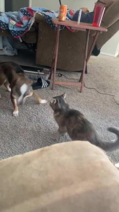 Every time they play someone gets body slammed. Finally got it on film