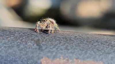 Enjoy this adorable Phid I found at the Conowingo Dam