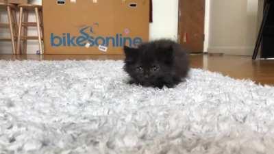 Perfecting that butt wiggle and pounce