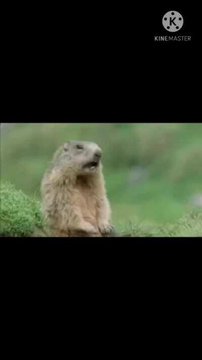 Animal Say Allah ??? 😱😱😱